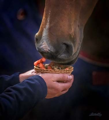 Horse Sundae Eating